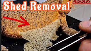 Stayin' Rad Shed Compilation Vol-1 @ChuckNorrizBeardedDragons | Satisfying Reptile Shed Removal