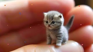 So many cute kittens videos compilation 2024 #4