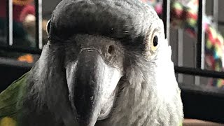 Thor can come out of his cage now :D