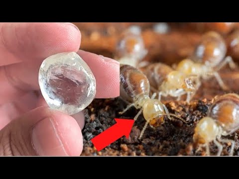 Vídeo: Quais minerais podem ser encontrados no granito?