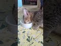 Drinking Cat Nanduu Cat Cute Lovesong Drinking Cat Nanduu Cat Cute Lovesong