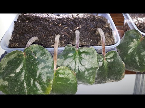Video: Cum Să Crească O Violetă Dintr-o Frunză Acasă