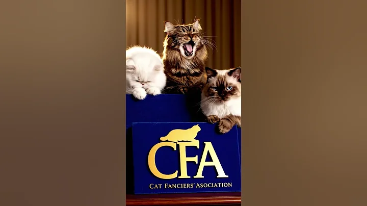 Video 11558201: sphynx bengal, hairless sphynx, exotic bengal, fluffy persian, cat breed, cat wonderful