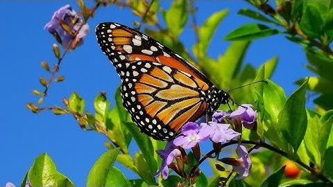 تلاوه خاشعه سعد الغامدي آية 63 من الزخرف + رابط التحميل