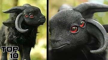 Top 10 Mythical Creatures That Actually Exist In The Wild