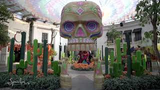 Celebrity Dia de los Muertos for Paris van Java - Haloween Decorations (day) Profile