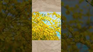 Jasmine 迎春花 #jasmine #flowers #flower #vlog #vlogs #life #lifestyle #moments #share #beautiful