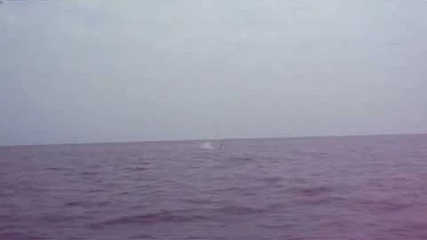 Frank Hess on Bluefin ll
