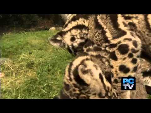 Vídeo: Pet Scoop: Leopardo Nebuloso Cub Nascido em Nashville, Patriots Star Releases Seal