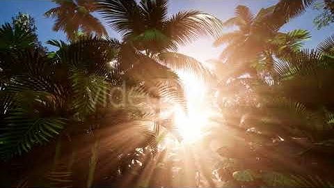 Sunset Beams Through Palm Trees | Motion Graphics - Videohive template