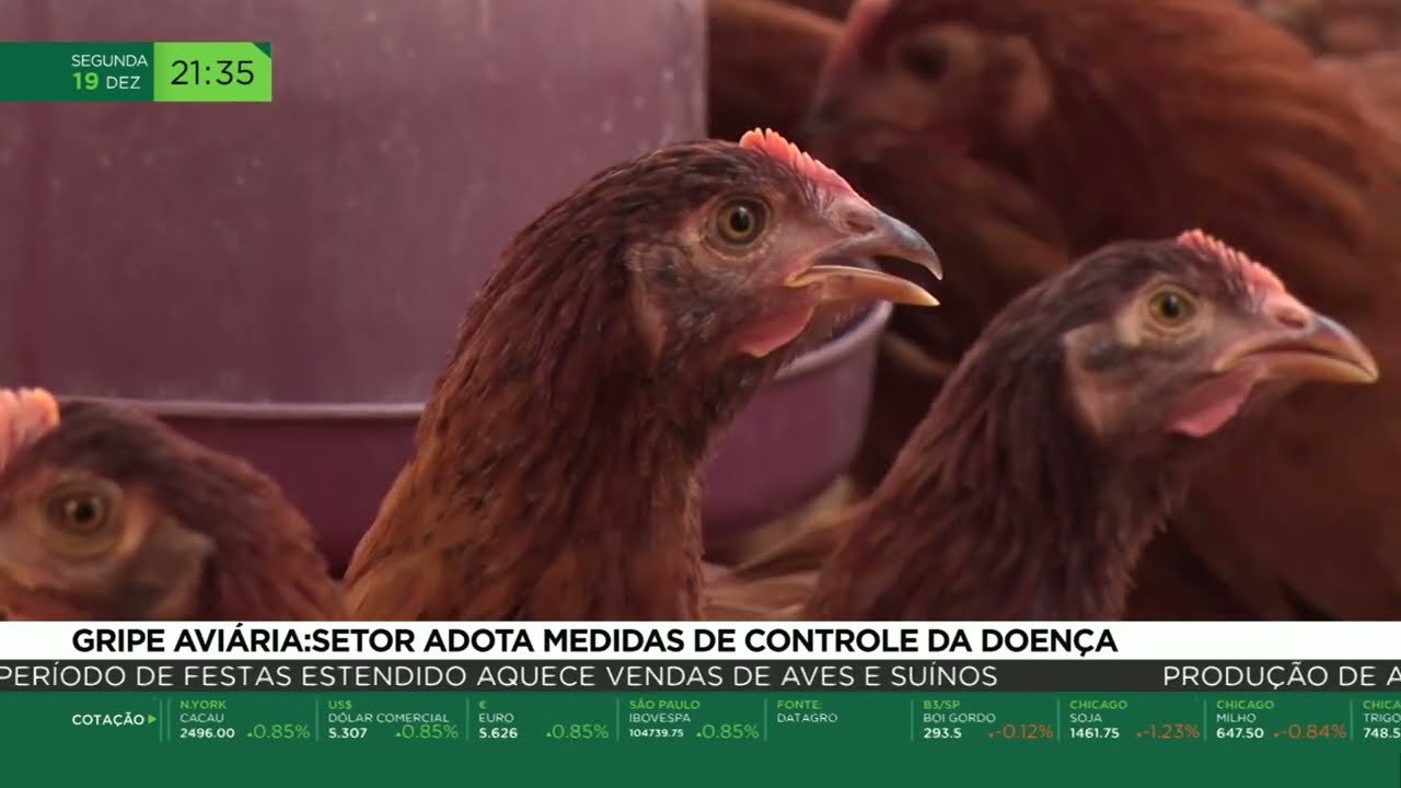 Gripe aviária: Setor adota medidas de controle da doença