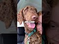 Abused dog gets adopted to loving home ❤️