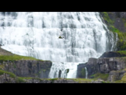 Dynjandi Waterfall | Iceland | Lindblad Expeditions — Dynjandi, Iceland — video poster
