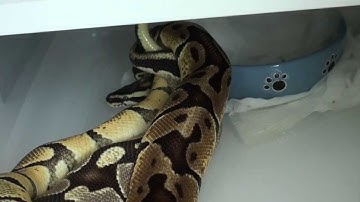 |More Ball Python Locks!|