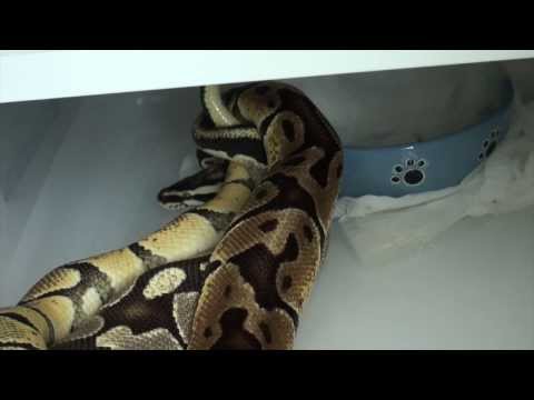 |More Ball Python Locks!|