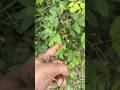 #shorts #shortvideo #shy tree #viral #nature#travel