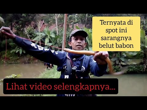 Mancing belut ambyar