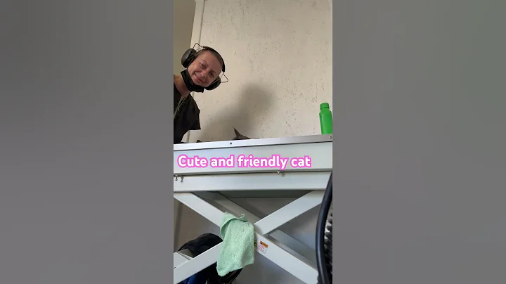 Watch the video about Friendly cat #cutecat #cat #friendlycat #mainecoon #lovecatsgroomer #lovecats #catlover #fyp