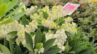 Pieris Prelude Japanese Andromeda Magnificent, Dwarf, Evergreen Flowering Shrub