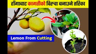 Lemon From Cuttings Easy Way | How to Propagate Lemon  From Cuttings | Kagati Kheti | Lemon Farming