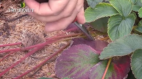 Calendrier du jardinier septembre : que faire au jardin ou sur la terrasse - Truffaut