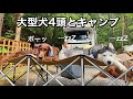 大型犬4頭とキャンプへ行くとこうなります。賑やかすぎるけど楽しい休日