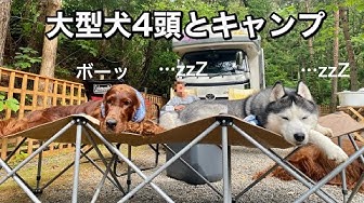 大型犬多頭飼い Youtube 大型犬多頭飼い Youtube