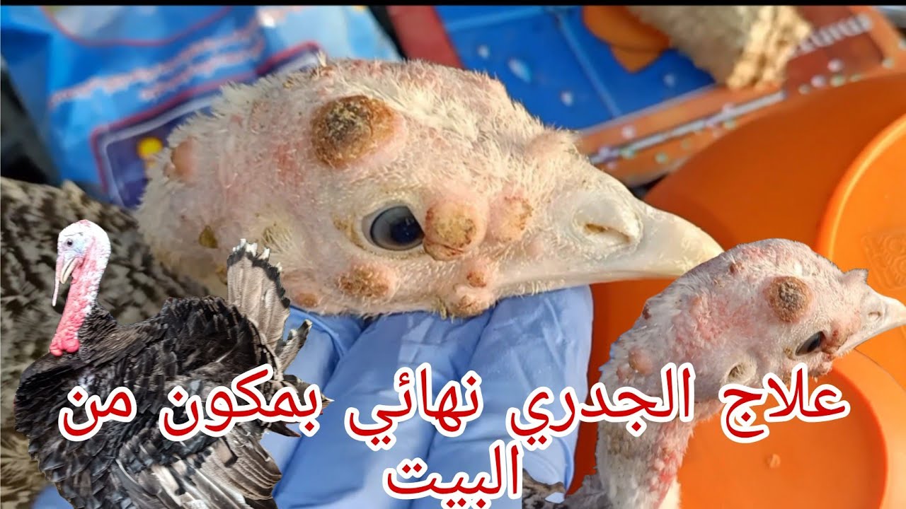 مكون من البيت بيقضي علي الجدري الرومي وجميع الطيور