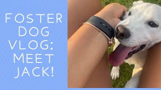 FOSTER DOG VLOG: MEETING OUR NEW FOSTER PUPPY, JACK | TEE AND PUPS