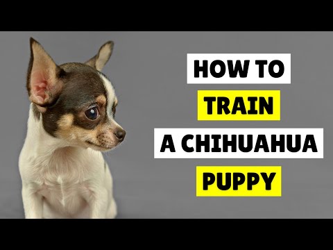 Video: Kā iemācīt Chihuahua palikt