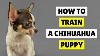 How to TRAIN a Chihuahua Puppy with Ease ✅
