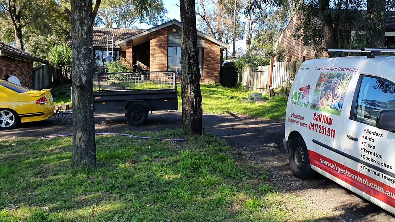 A1 Pest Control Box Hill - End of Lease Flea Treatment