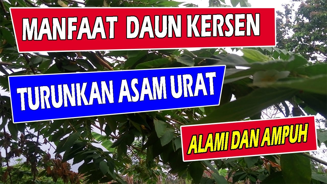 CARA MENGOBATI ASAM URAT SECARA ALAMI, AMPUH DAN MANJUR