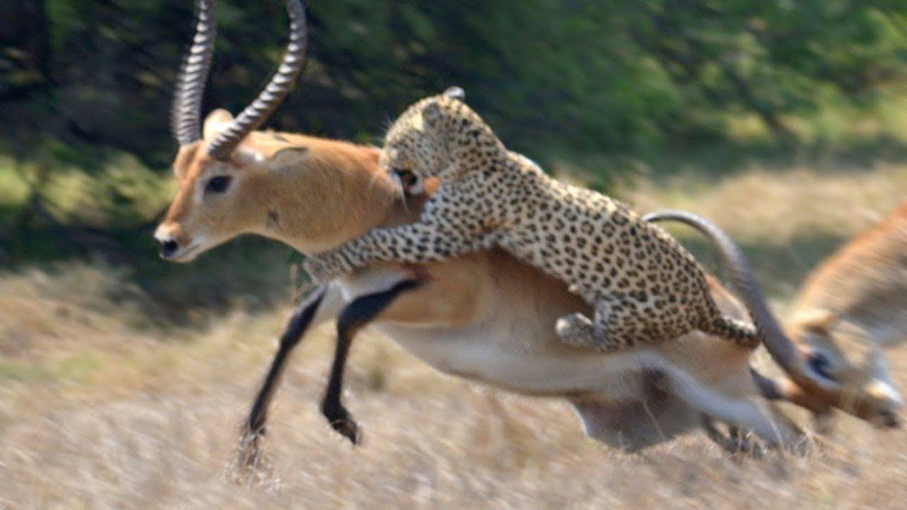 Wild Animal Fighting Cheetah Vs Impala Law Of Nature YouTube wild-animal-fighting-cheetah-vs-impala-law-of-nature-youtube