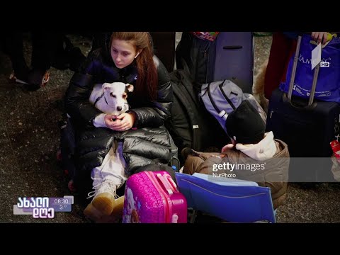 #ახალიდღე ცხოველები ომში
