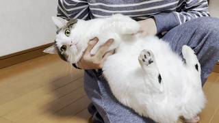 再現VTRみたいなことをやらされる猫