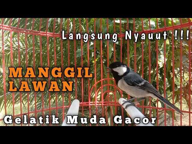 Gelatik GACOR manggil lawan untuk menaikkan emosi Gelatik muda | Langsung Nyauut ! #masterangelatik class=