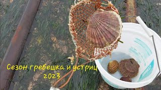 Гребешок и устрицы -  сезон сбора морепродуктов на Сахалине открыт.#сахалин #природа #гребешок