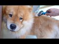 換毛を終えたチャウチャウ犬に改めてブラッシングをしてみると…