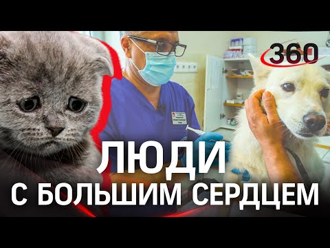 Видео из операционной. Ветеринары: врачи, спасающие человечество