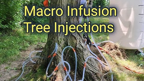 Tree Injections - Macro Infusion - Dutch Elm Disease