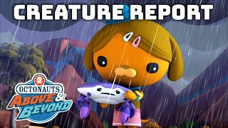 Octonauts: Above & Beyond  Desert Flooding | Creature Report | Compilation | @OctonautsandFriends