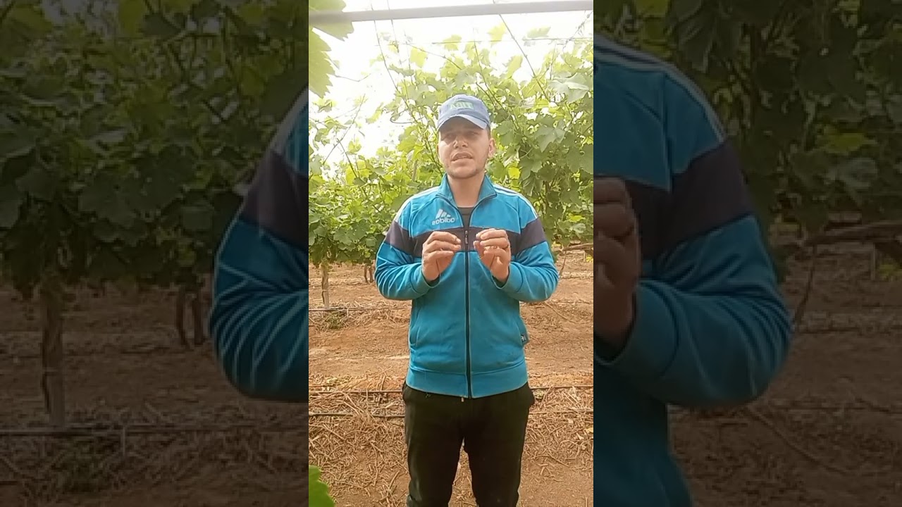 كلام في العنب  أثناء التزهير  واهم التوصيات ف  الخف و استخدام  الجبريلك