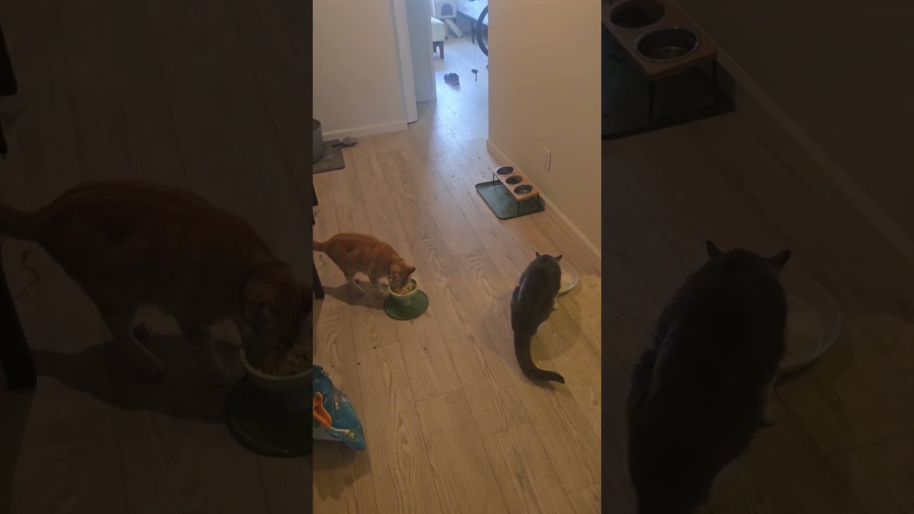 My 2 Cats Eat The New Chicken Reveal 