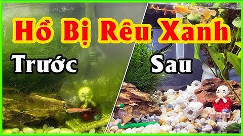 Làm thế nào để bể cá không mọc rêu