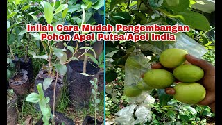 Inilah Salah Satu Cara Perbanyakan Pohon Apel Putsa/Apel India