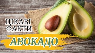 💥🔥ЦІКАВІ ФАКТИ ПРО АВОКАДО #цікавіфакти #цікаванаука #цікаве