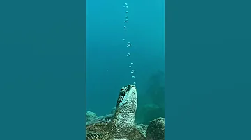 Когда морские черепахи спят, они могут оставаться под водой до двух часов.