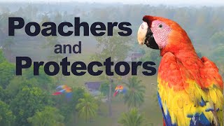 Poachers and Protectors: The Story of the Scarlet Macaw in Honduras