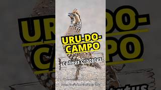 URU-DO-CAMPO (Colinus cristatus) Crested Bobwhite